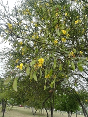 Parkinsonia texana macra