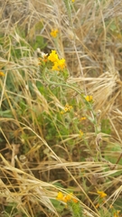 Amsinckia spectabilis