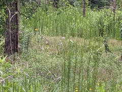 Monarda lindheimeri
