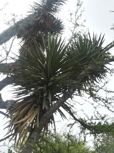 Yucca filifera