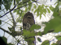Nyctibius griseus