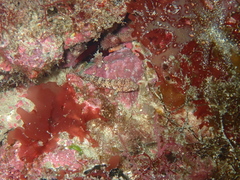 Cable's Goby photo 3