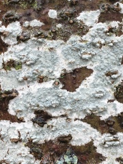 Lecanora caesiorubella