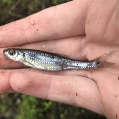Notropis spectrunculus