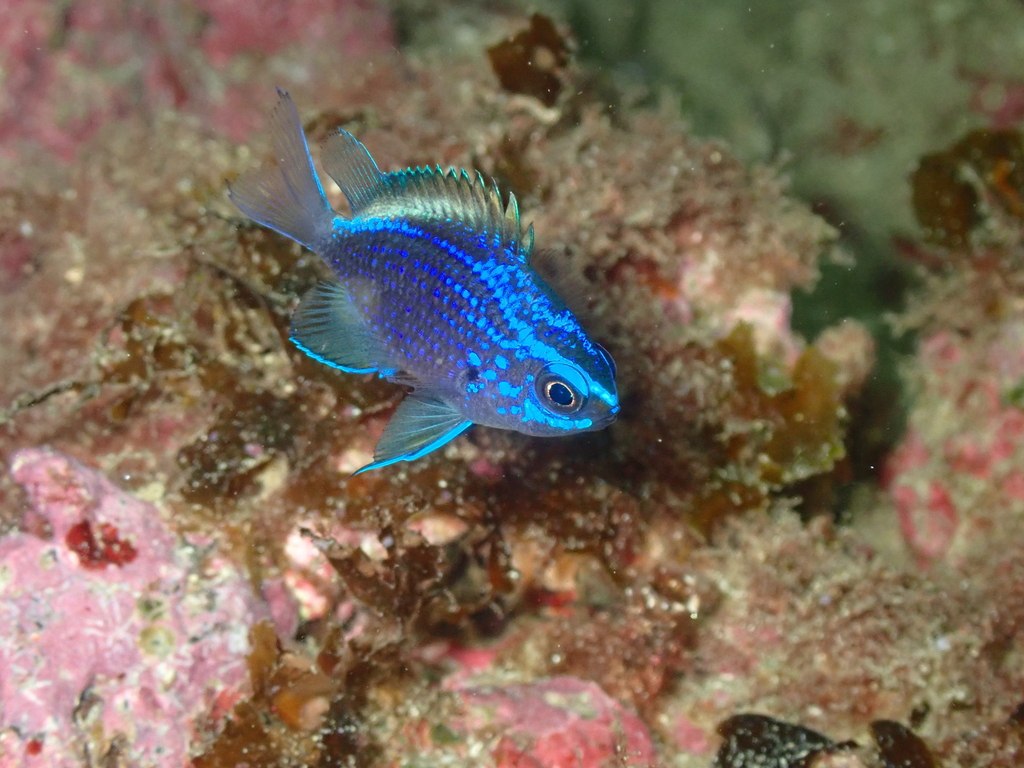 Oval chromis (Chromis alta) — Pomacentridae