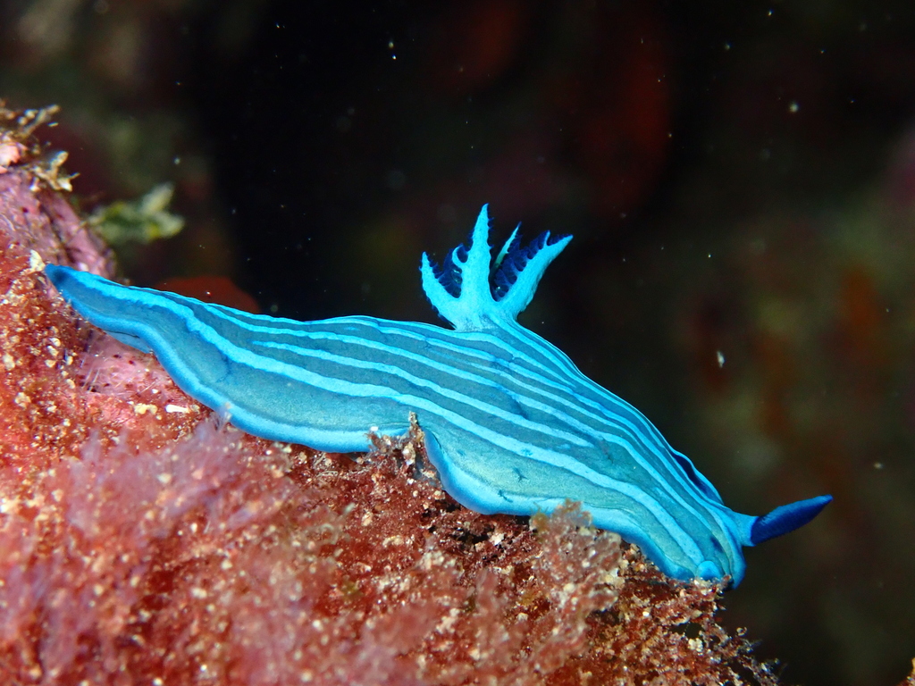 Galápagos Blue Beauty
