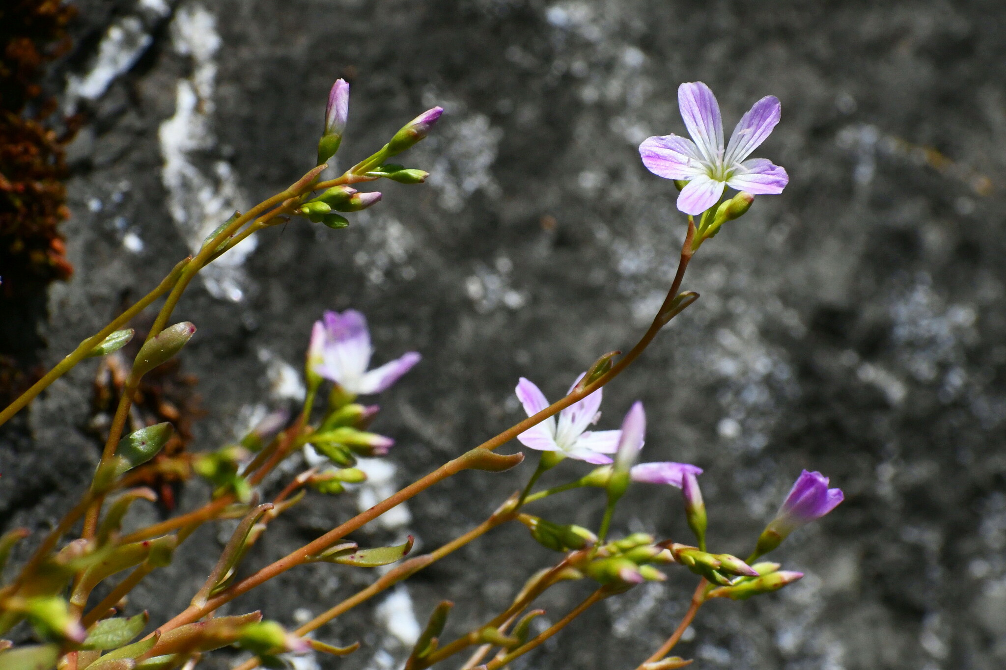 Montia parvifolia