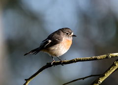 Scarlet Robin photo 4
