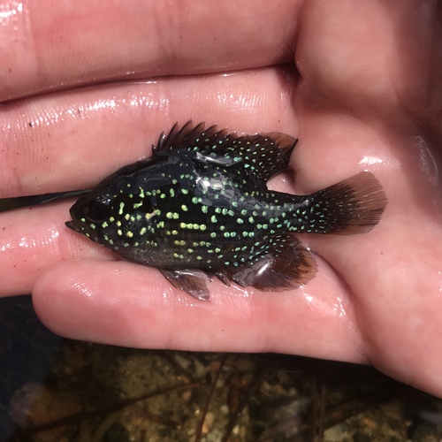 Blue-spotted Sunfish