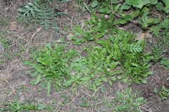 Capsella bursa-pastoris