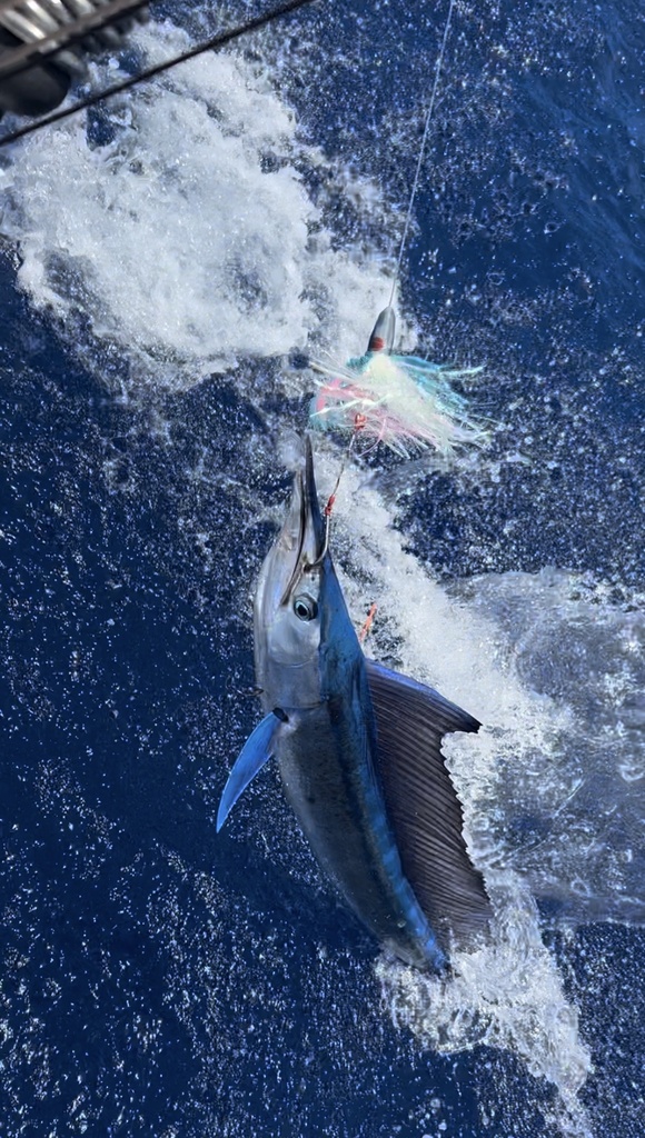 Shortbill Spearfish