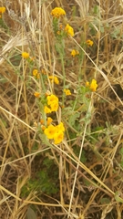 Amsinckia spectabilis