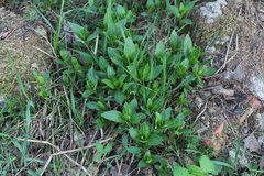 Saponaria officinalis