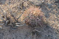 Homalocephala parryi