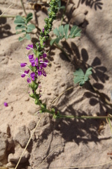 Dalea lanata