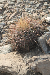 Homalocephala parryi