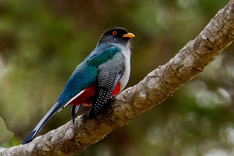 Hispaniolan Trogon (Priotelus roseigaster) photo