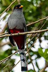 Priotelus roseigaster