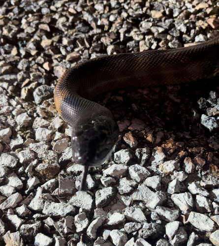 Black-headed Python sighting