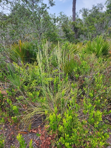 Nolina brittoniana