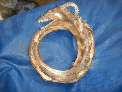 Gymnothorax castaneus