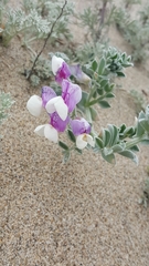 Lathyrus littoralis