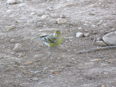 Carduelis citrinella