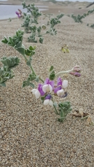 Lathyrus littoralis