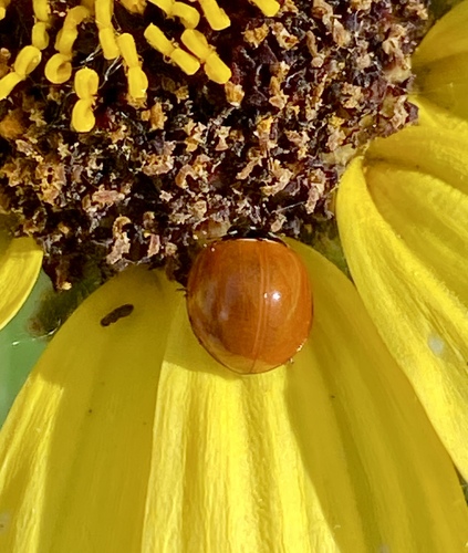 iNaturalist observation photo of Spotless Lady Beetle