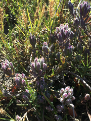 Chloropyron maritimum