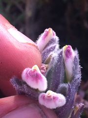Chloropyron maritimum