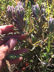 Chloropyron maritimum
