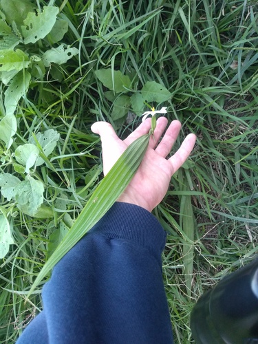 Foto de Marupazinho