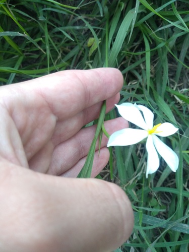 Foto de Marupazinho