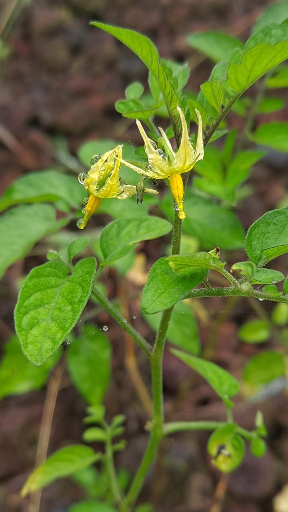 Imagem de Tomate cereja
