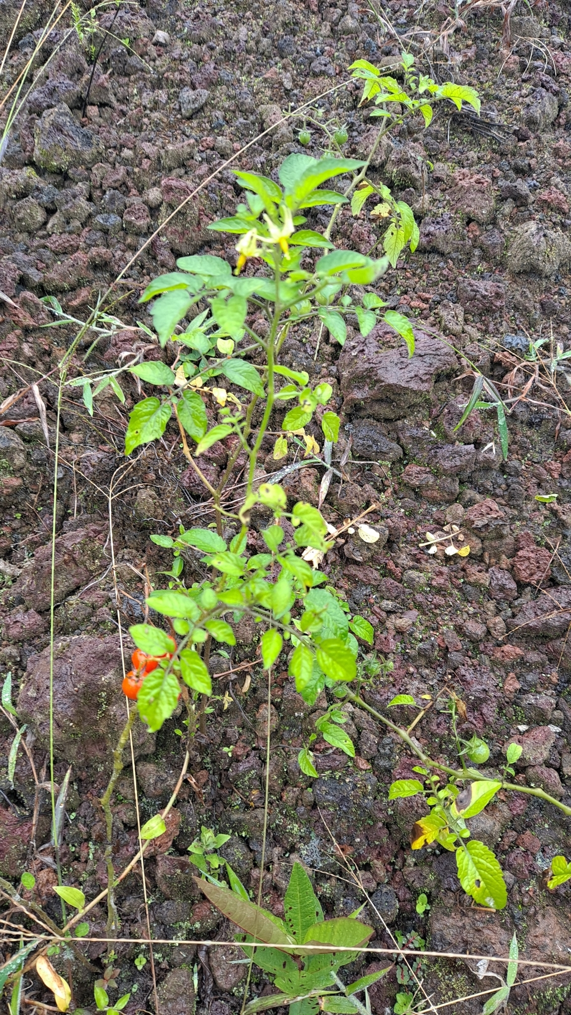 Imagem de Tomate cereja