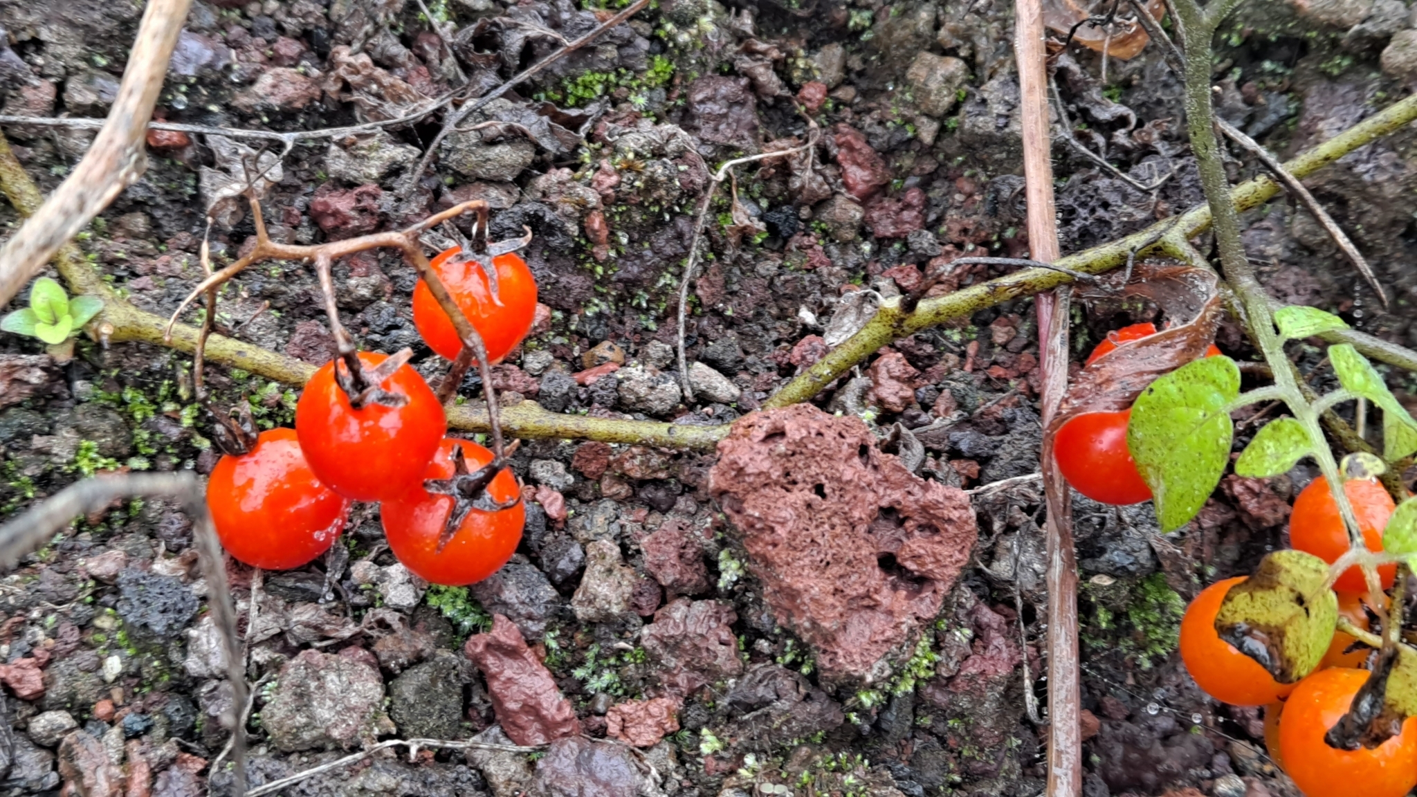 Imagem de Tomate cereja