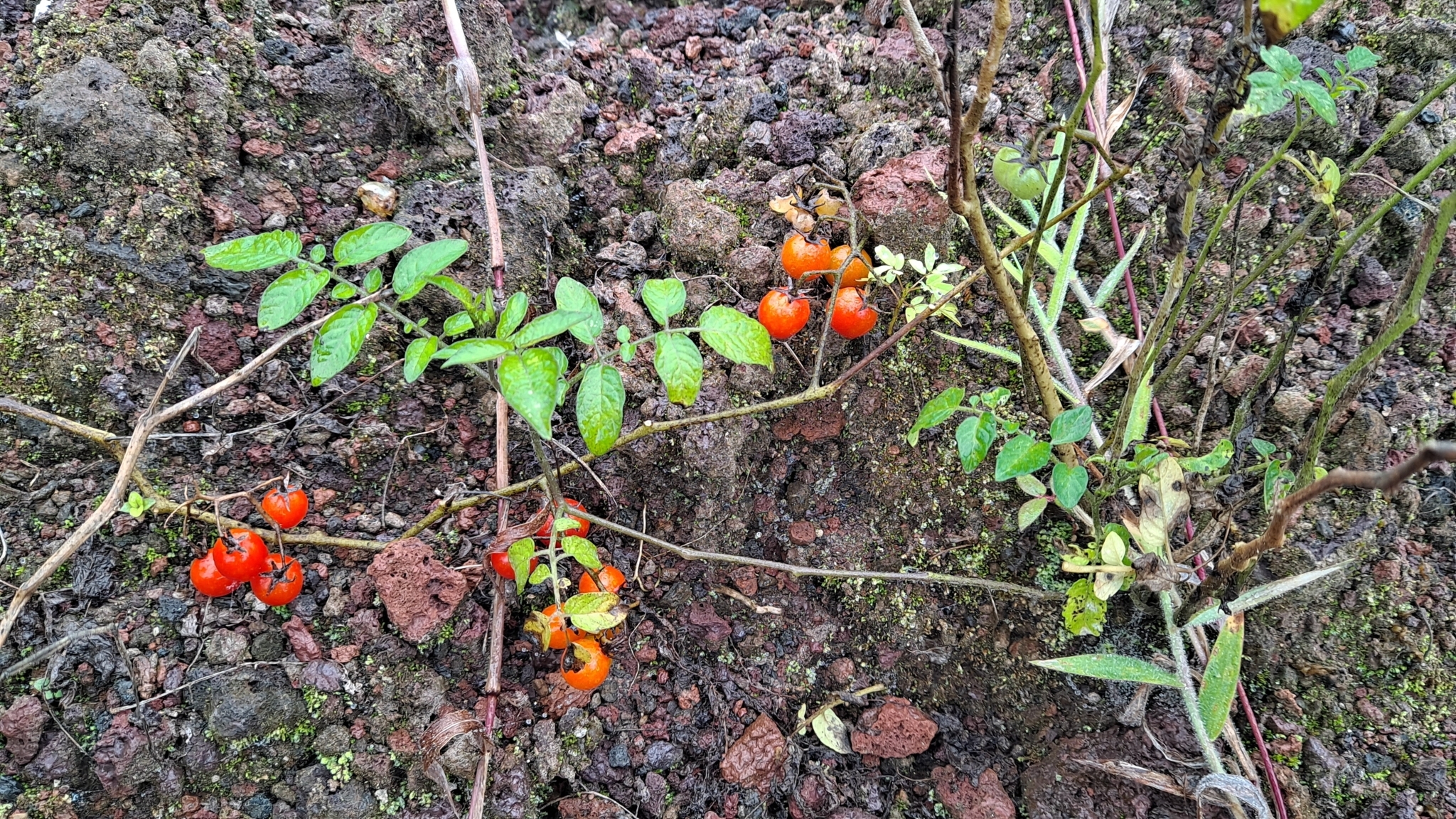 Imagem de Tomate cereja