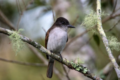 Tyrannus caudifasciatus caudifasciatus