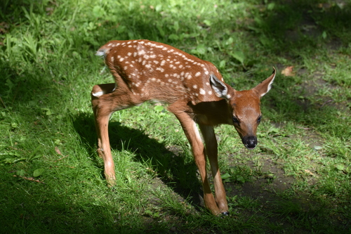 White-tailed Deer photographed in Wisconsin