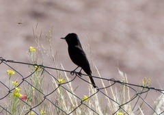 Knipolegus aterrimus