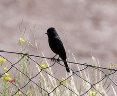 Knipolegus aterrimus