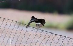 Knipolegus aterrimus