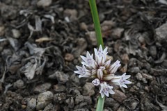 Allium obtusum obtusum