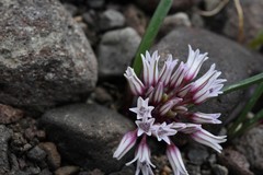 Allium obtusum obtusum