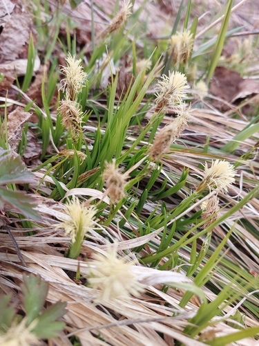 Carex longirostrata iNat (2)