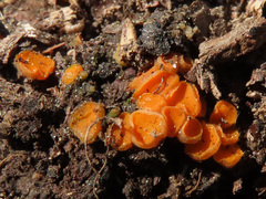 Byssonectria fusispora