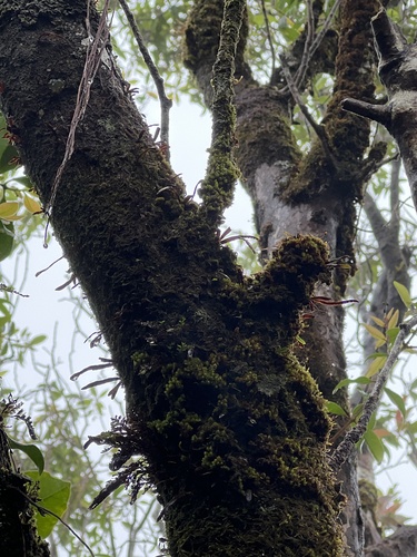 Adenophorus oahuensis