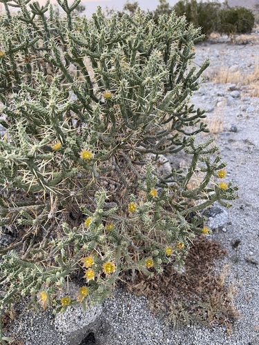 iNaturalist observation photo of Branched Pencil Cholla