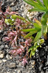 Polygonum polygaloides